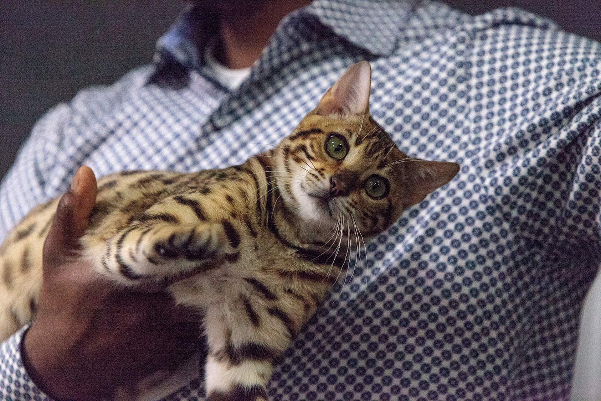 狸花猫,优点多多,皮实好养,寿命长.