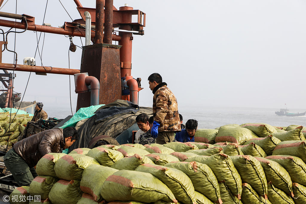 辽宁丹东200万斤沙蚬子壮观上岸  滩涂作业船开年大丰收