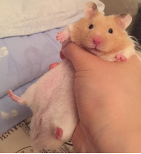 两个亮毛的金丝熊交配繁育,毛会变得油腻易打结,稀疏