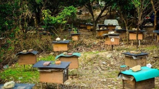 篇17:合并蜂群有诀窍,科学养蜂更靠谱! 篇17:合并蜂群有诀窍,科学养蜂更靠谱!