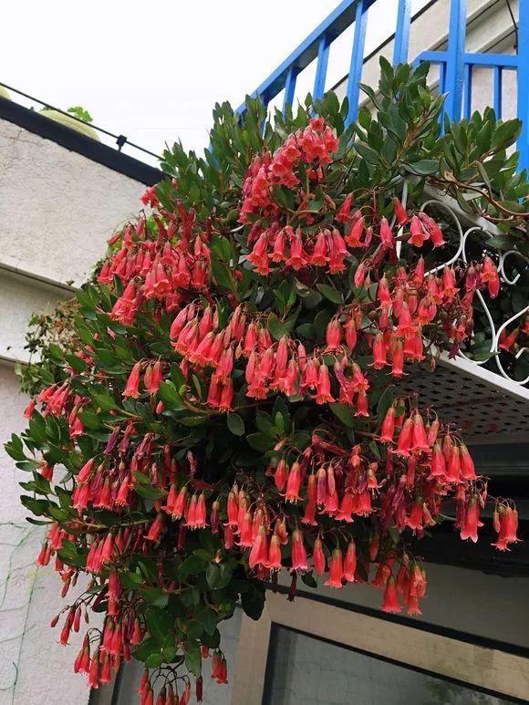长寿花养成"吊兰"?呼呼开花变"瀑布",满盆"红灯笼"
