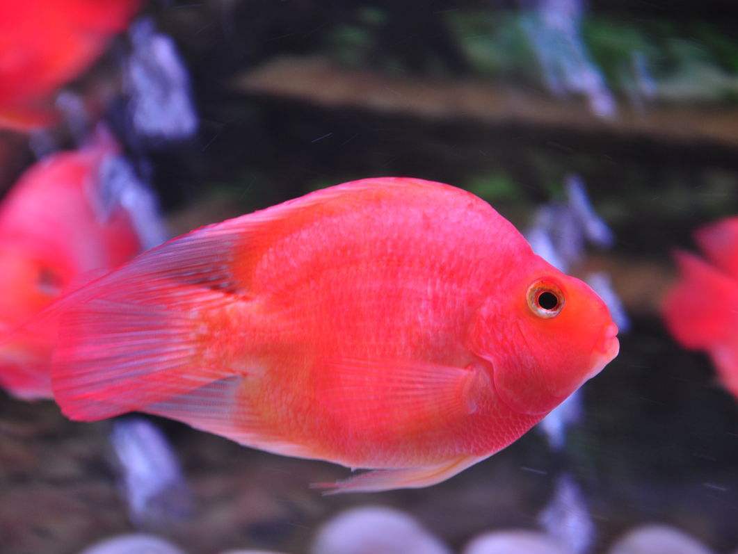 鹦鹉鱼体表出现黑斑,也许有些成因,会让你大感意外!