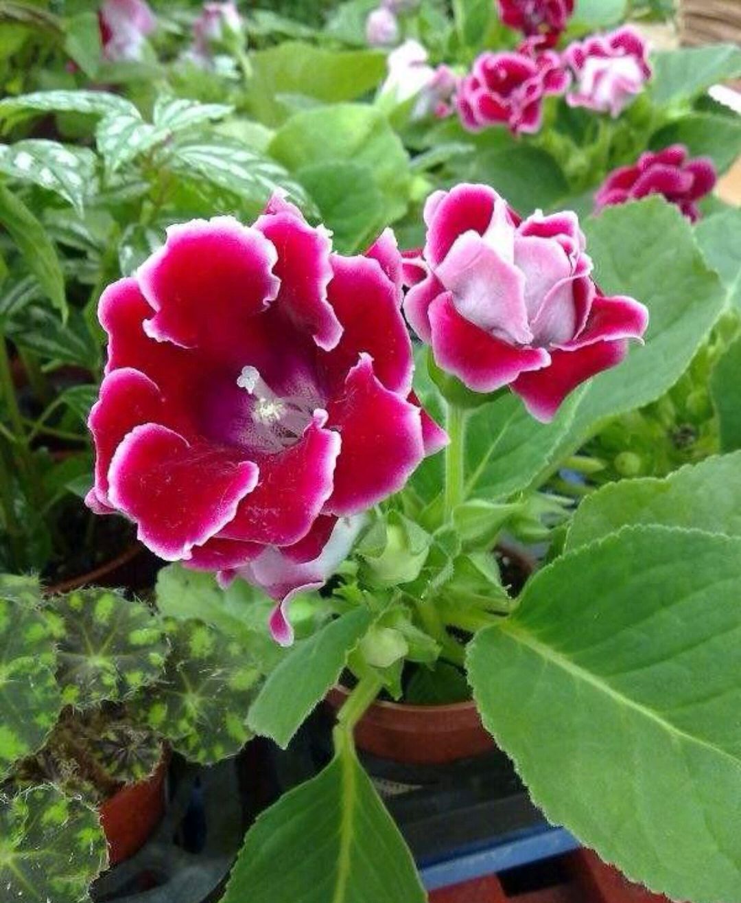 大岩桐养不好经常浇点它养分全面又实惠叶肥花艳植株壮