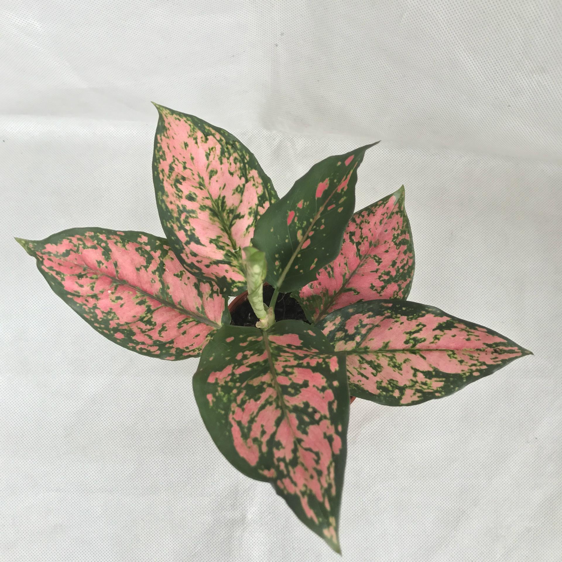 如意皇后这样去种植,就能够开出来漂亮的花朵,让人们非常喜爱