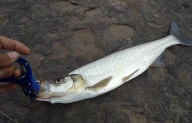 农村河里钓出翘嘴鱼,村民说这种野生鱼最鲜美,你见过吗?