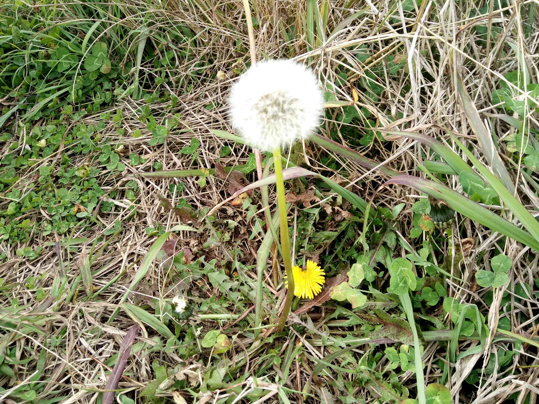 湿气太重导致身体虚胖?常吃点"它",吸脂刮油,轻松甩掉大肚腩
