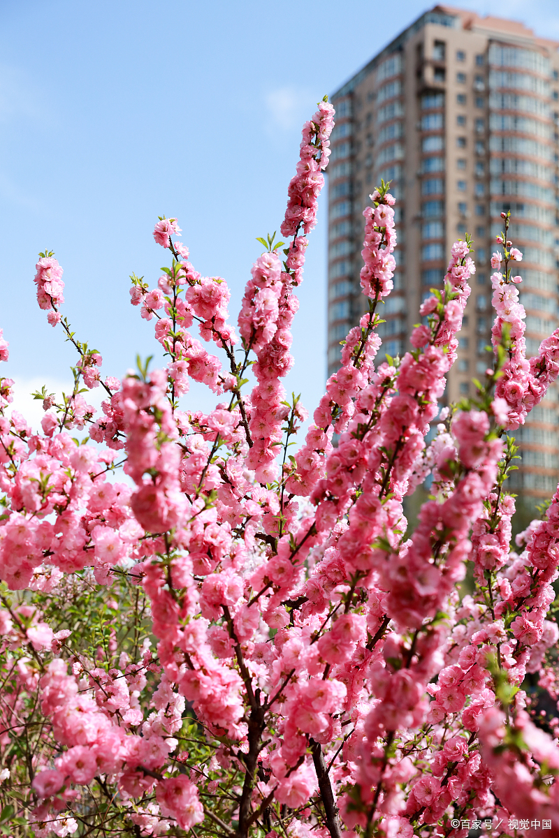 秀秀秀秀花美图