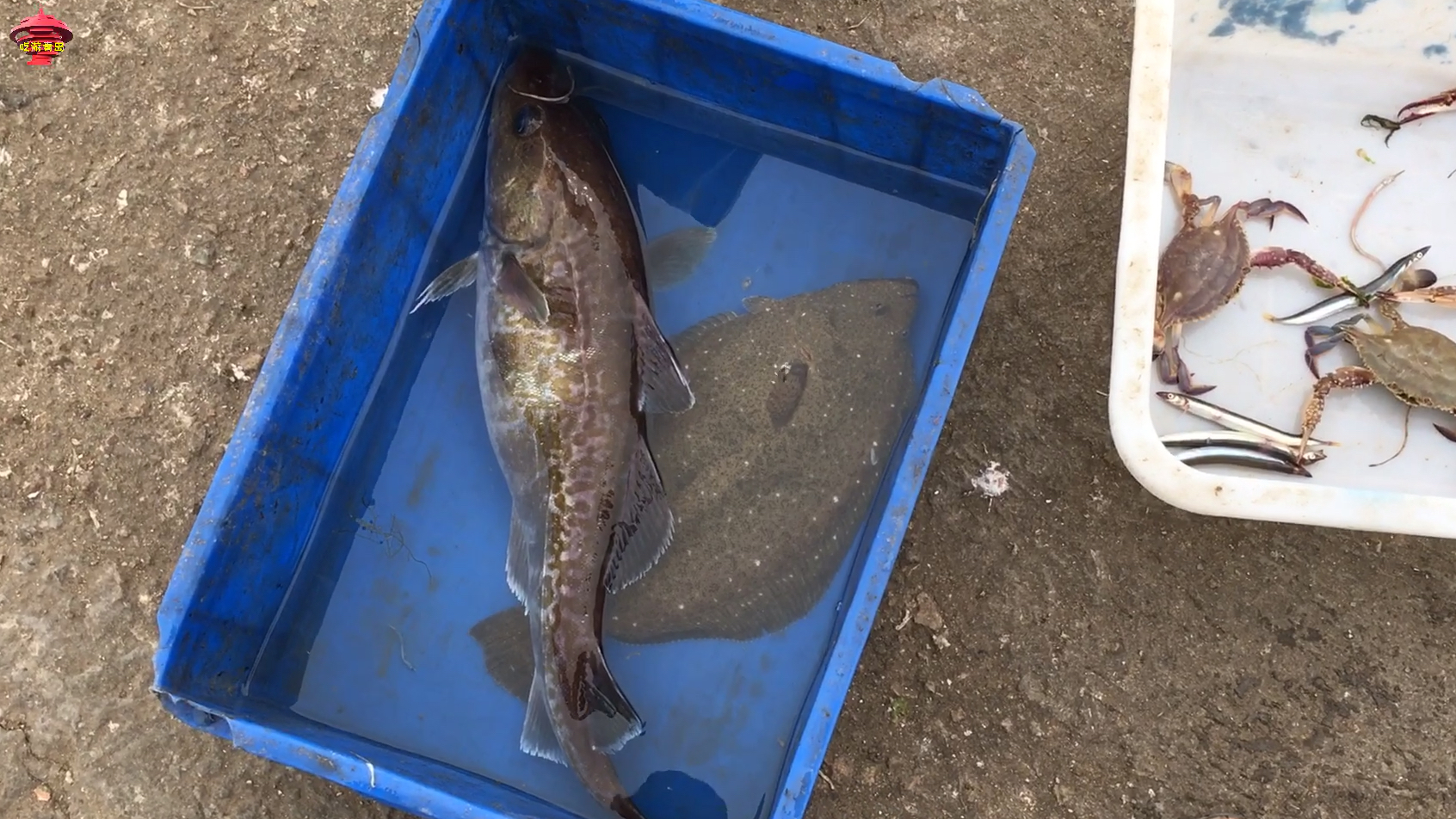 山东青岛,小伙海鲜码头上买刚捕上来的鳕鱼,猜猜多少钱一斤