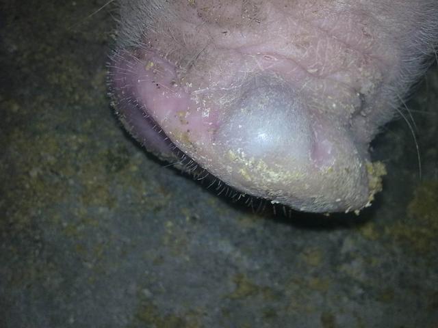 养猪:近日贵州发生两起猪口蹄疫疫情,冬季口蹄疫高发如何预防?
