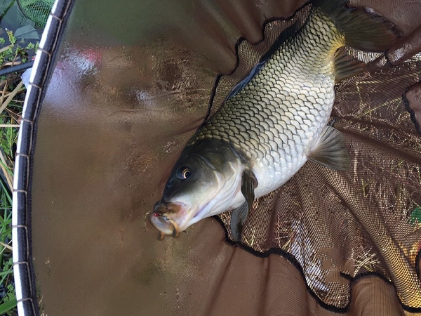 野钓鲤鱼草鱼这样钓,每次就能比较容易的钓到