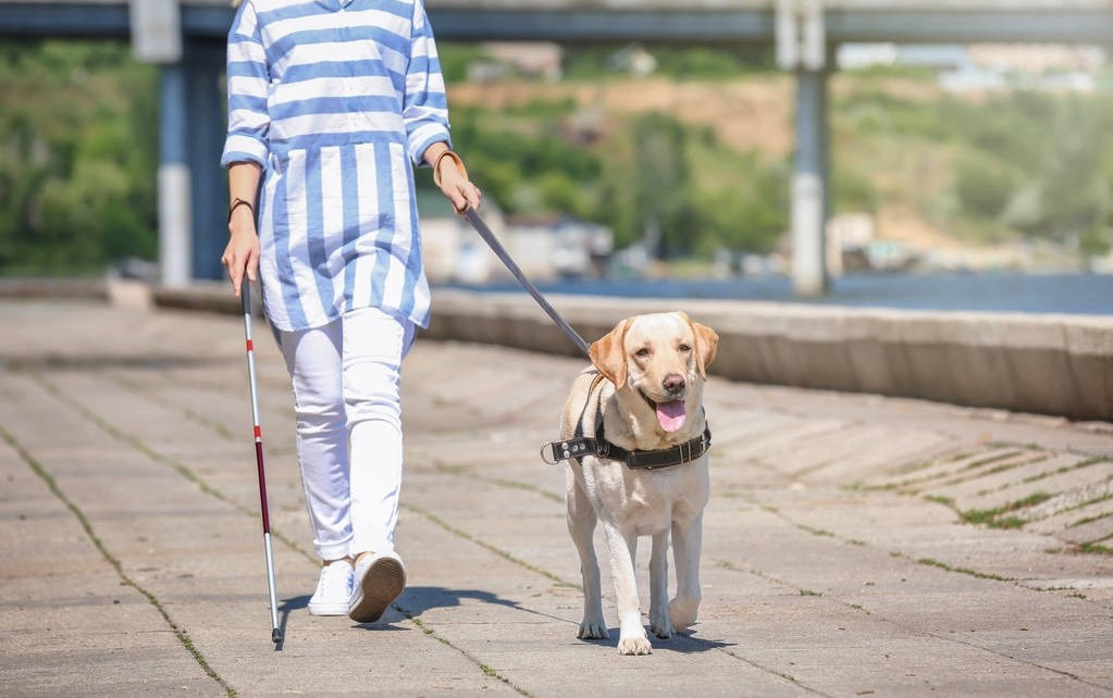 导盲犬小q:我苦练3年,才成为盲人的眼睛,请别再拒绝我了