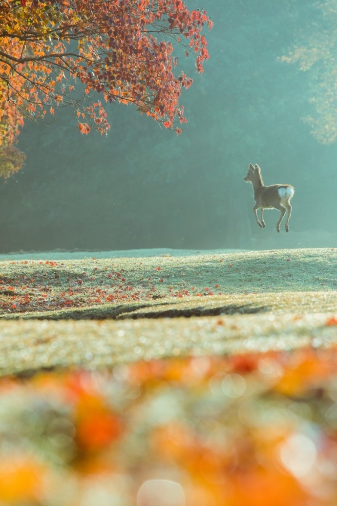 风景摄影:一组奈良的鹿风景图,简直唯美