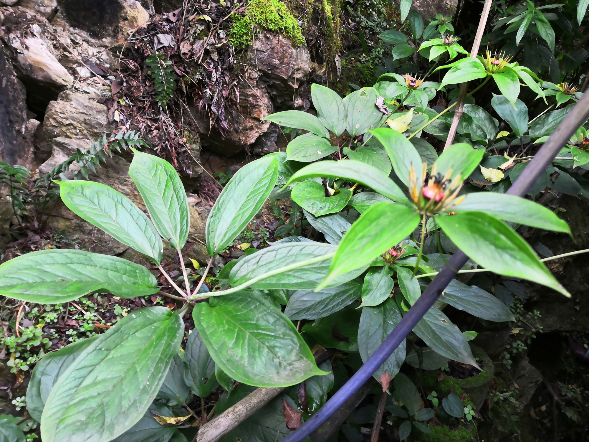 长在山里的一种植物,降价后卖300一斤,见到请保护