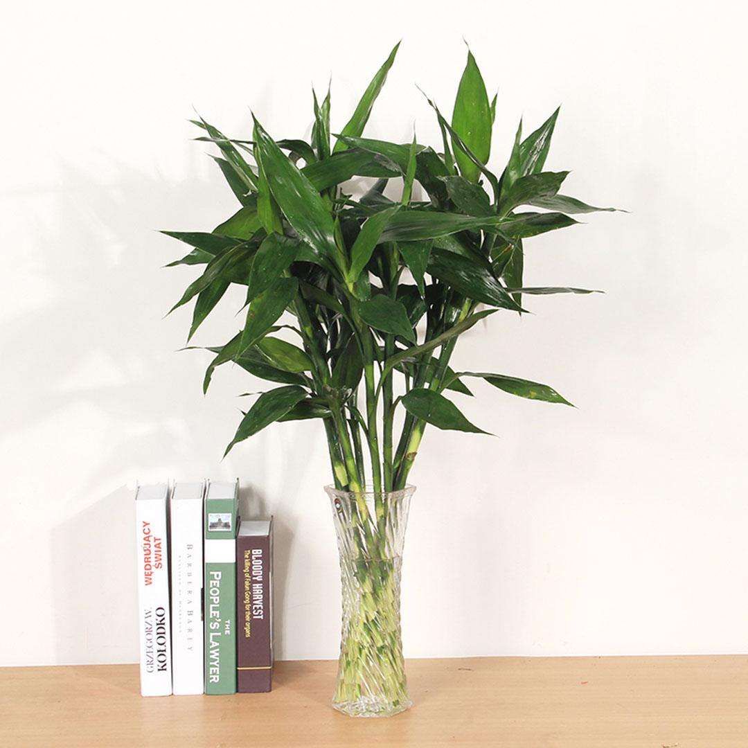 新买的富贵竹这样做,10天长满根系,再也不担心发黄!