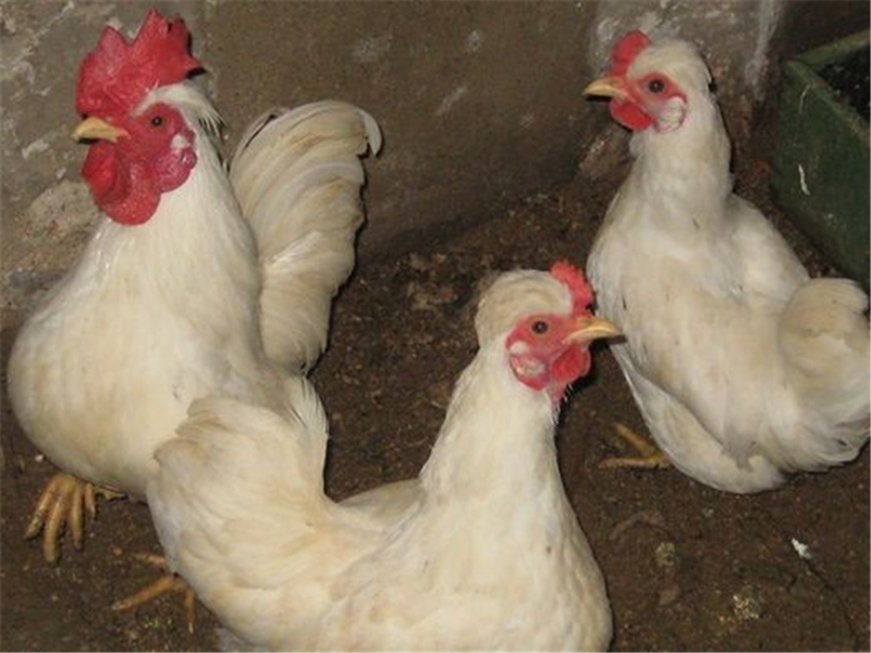 丝光鸡的掉毛情况要上心!合理饲料配比很关键,小伙伴快来学习