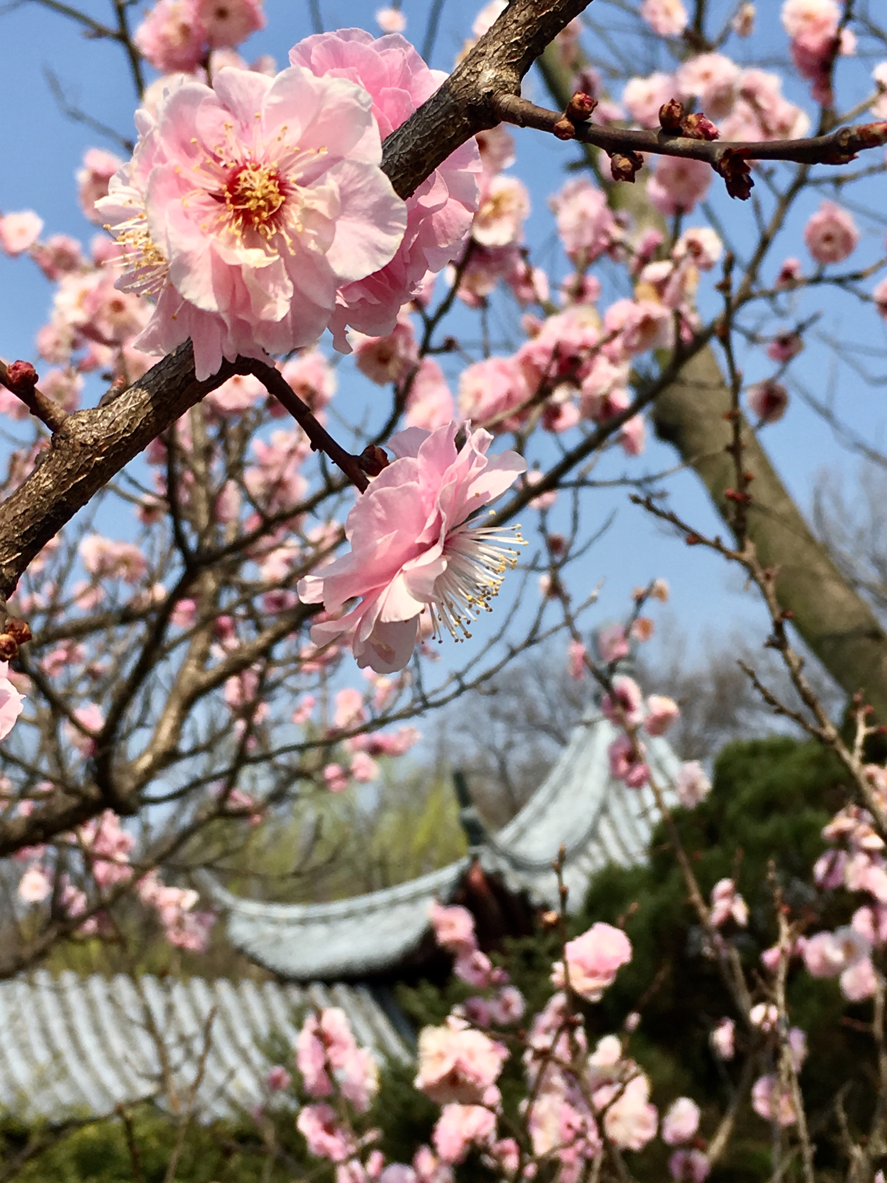 前景氛围,是梅花拍摄的一大特点,跟梅花开花特性相关.