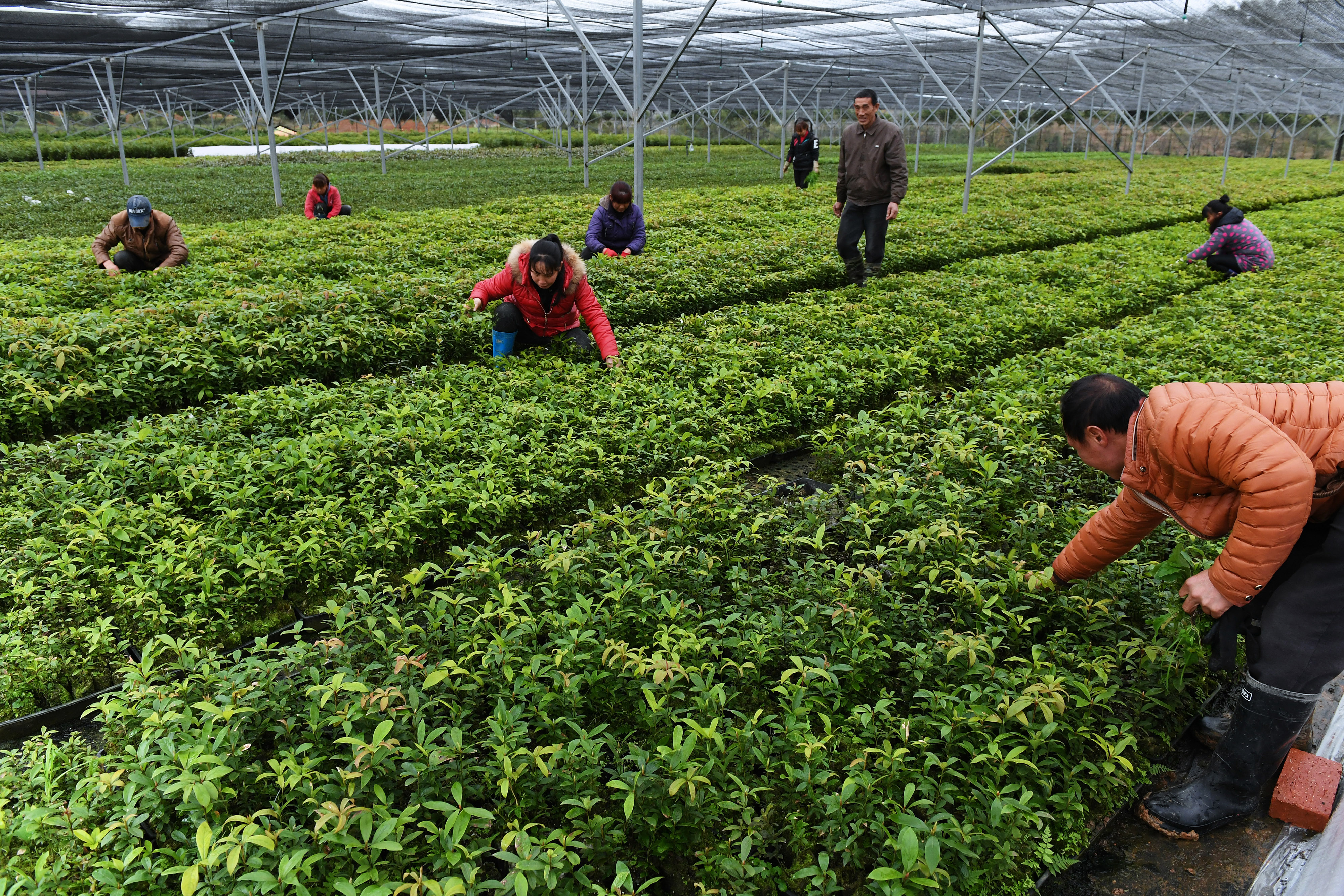 福建建瓯推广种植珍贵树种提升森林质量(2)