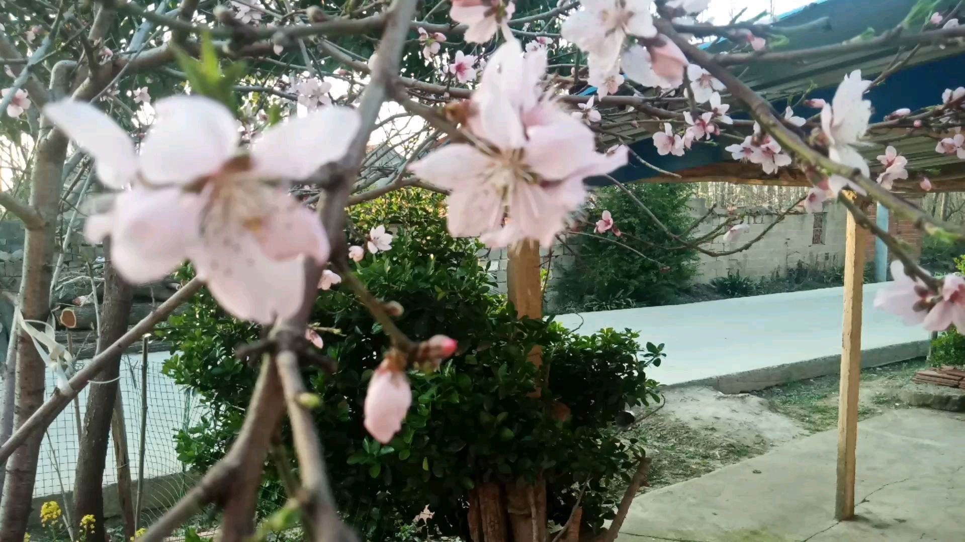 同样的树苗,不一样的果实