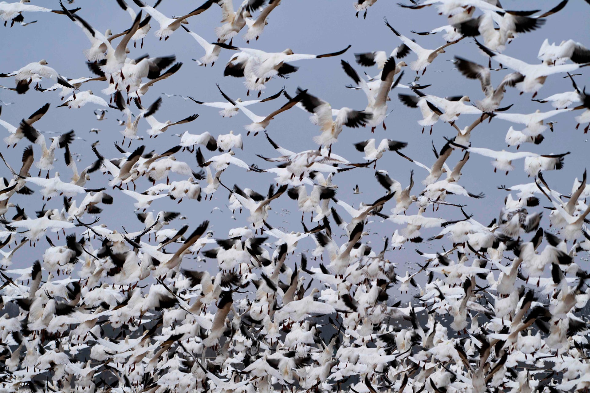 【未知】领鹑,全世界最珍稀的鸟类之一