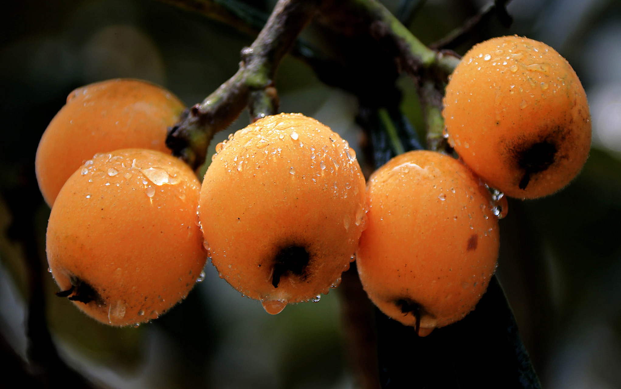 我们先来看看枇杷的营养成分,每100克枇杷可以提供41大卡的热量,0.