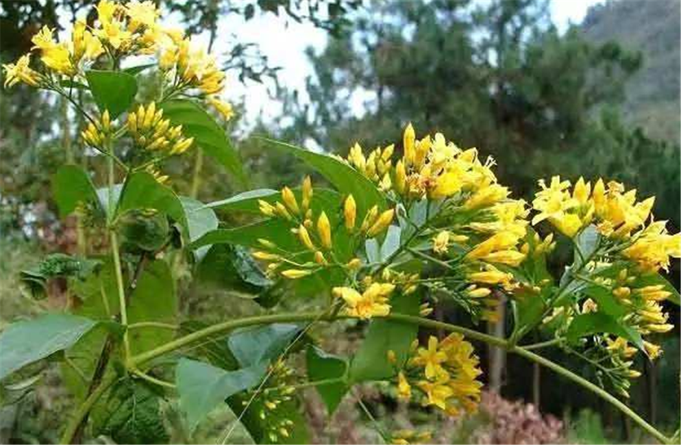 真实存在的"断肠草",久居农村,却被误认是金银花,真是不识货