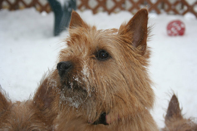 罗威士挭忠诚而且富有爱心,喜欢运动,他们能成为很好的伙伴!