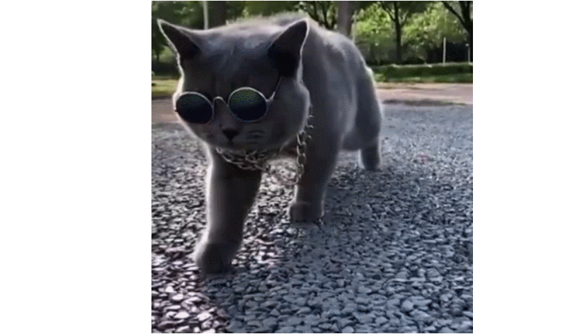一只戴墨镜出行的蓝猫大写的酷!真是邪魅狂狷本喵,被它撩晕了