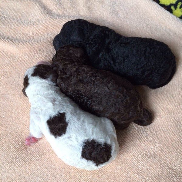 葡萄牙水犬是优秀的游泳者,潜水者