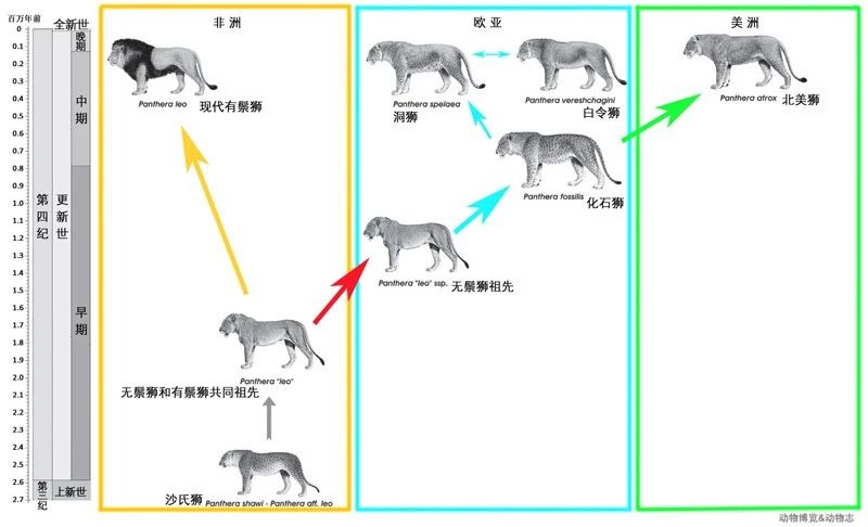 杨氏虎 中国本土狮子