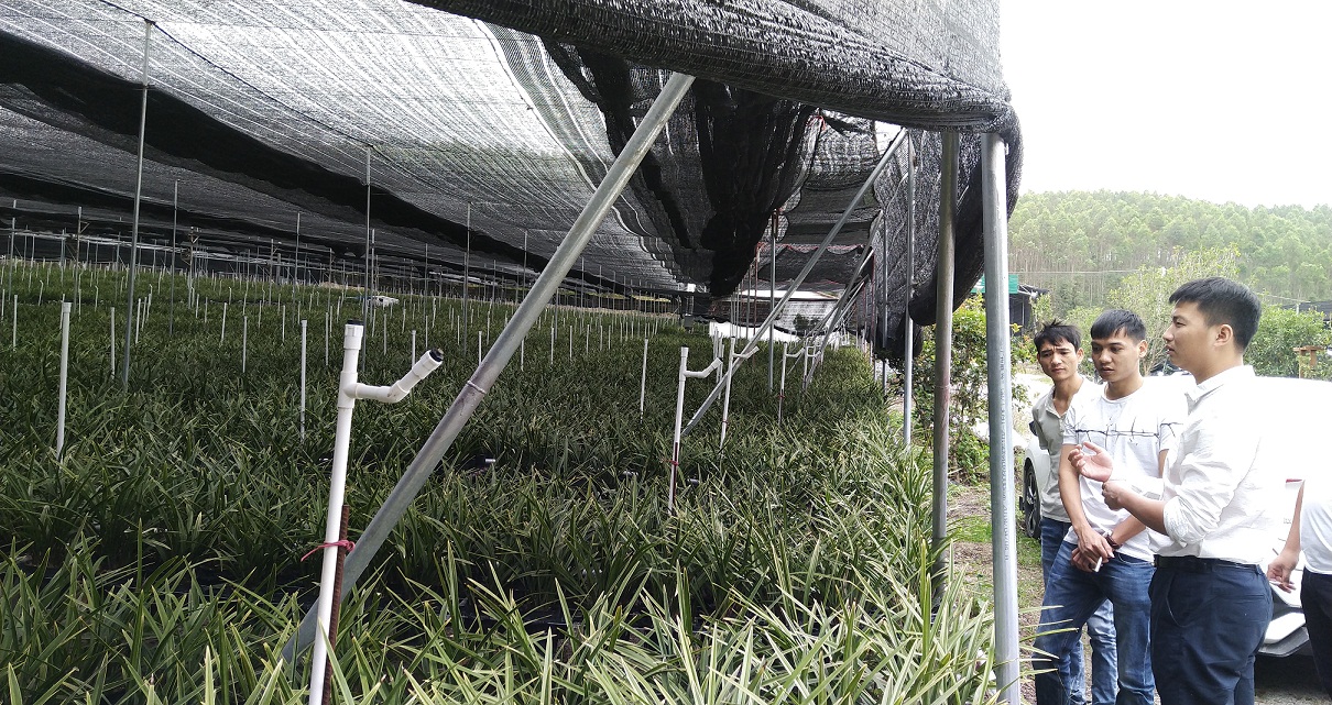 直接使用遮阳网应用大棚种植