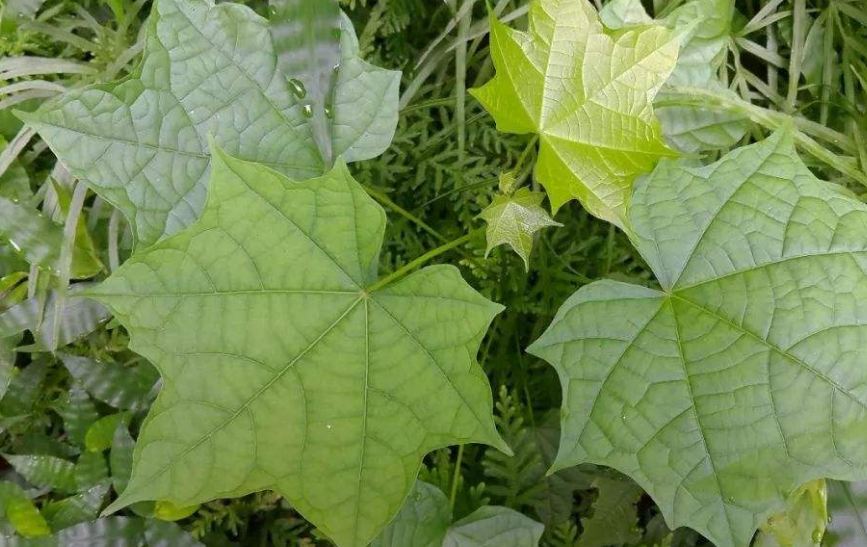 农村有种"八角枫",浑身都是宝,曾是民间用来治疗风湿的良药