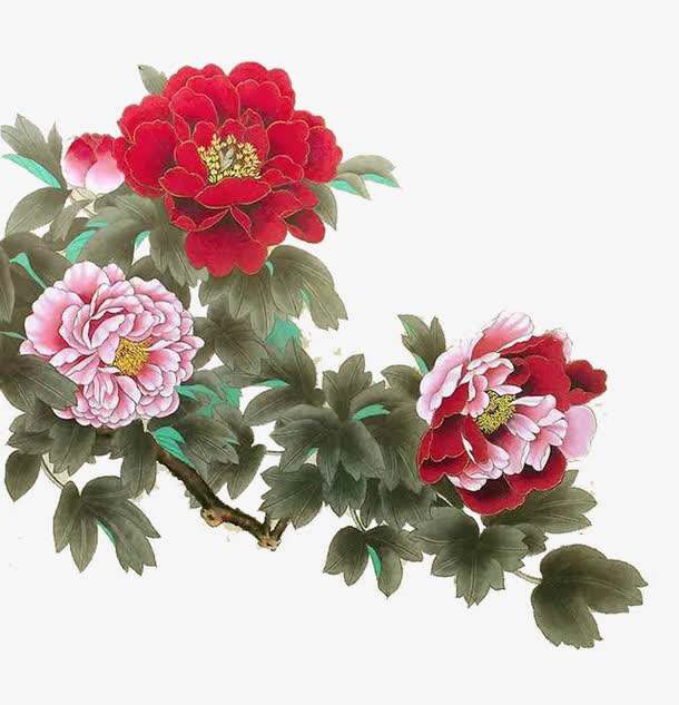 牡丹手绘图片欣赏