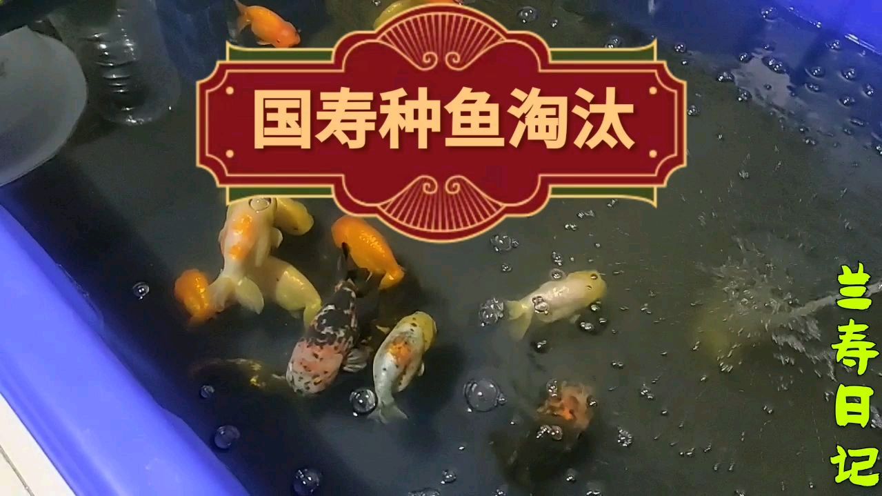 国寿金鱼种鱼淘汰