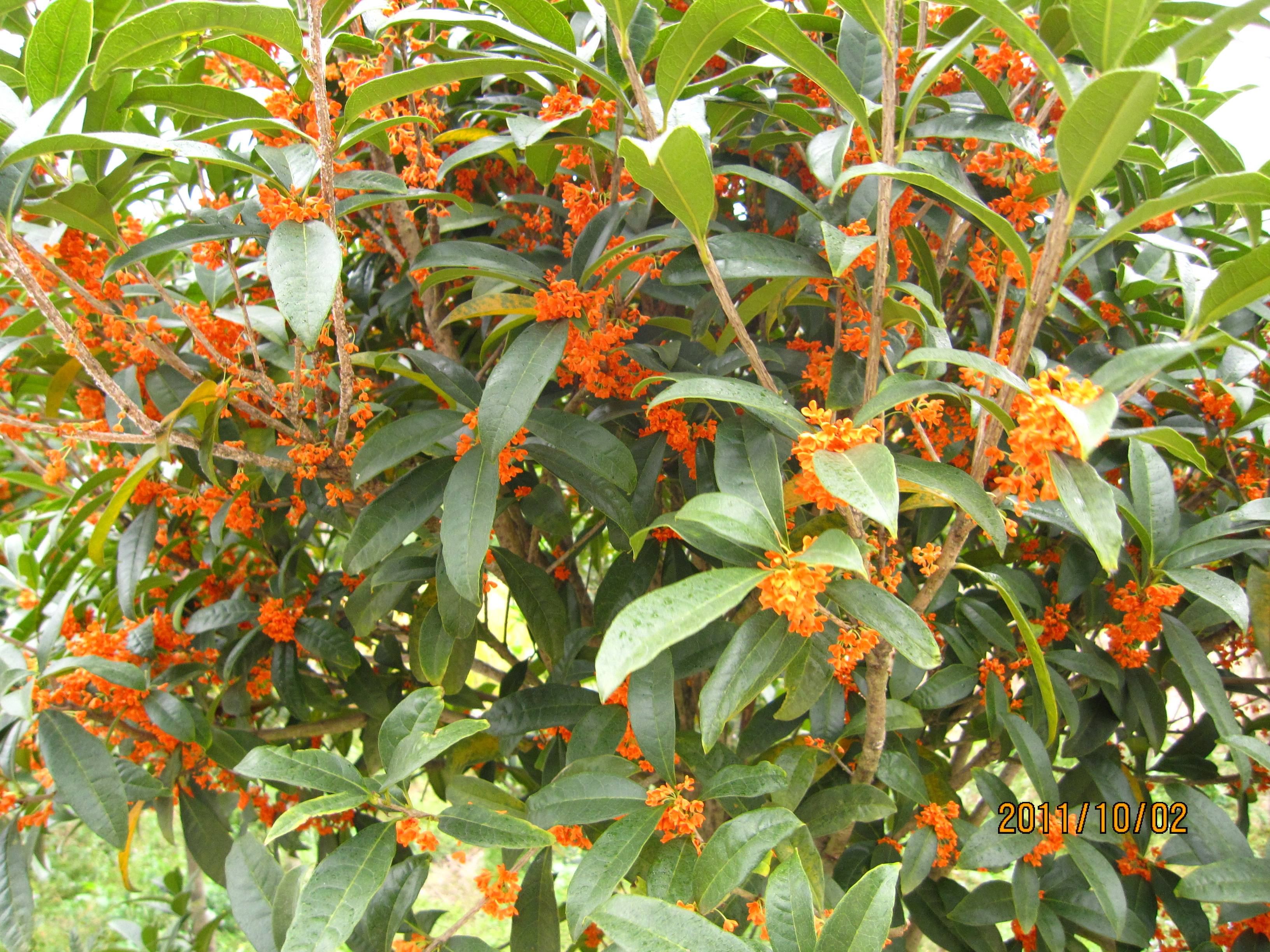 桂花种类都可以在北方寒冷地区种植,既耐寒又耐旱,是一种很好的绿化树