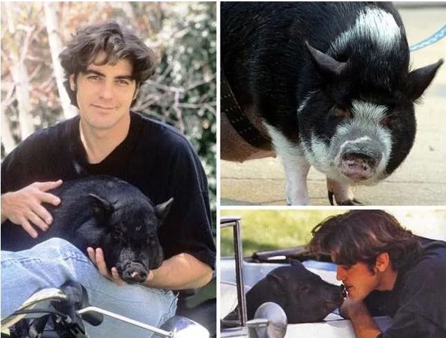 要说最爱猪的,可能还是说乔治·克鲁尼,他过去养了一只名叫max的猪