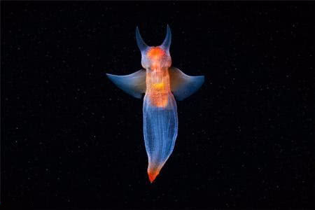 海洋里的生物神秘图片