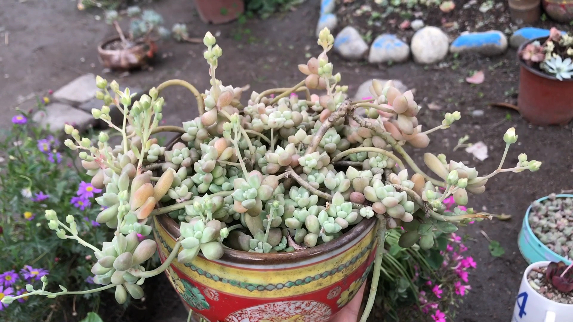 农村姑娘养多肉,用旧砖做花台,旧轮胎,烂坛子做花盆,太漂亮