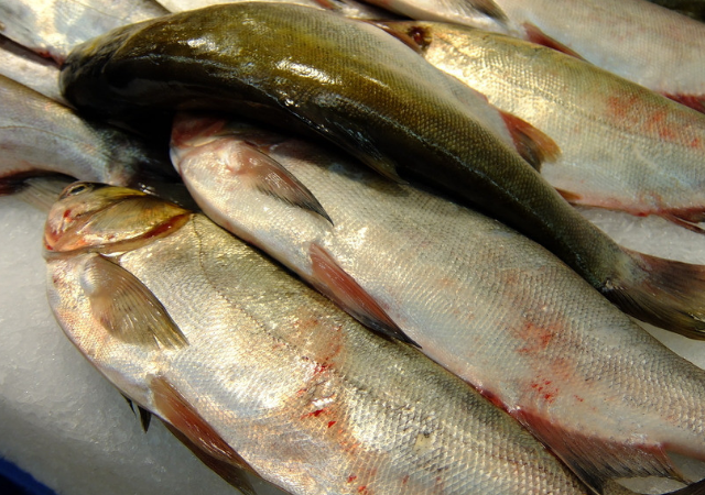 花鲢白鲢 - 热门商品专区