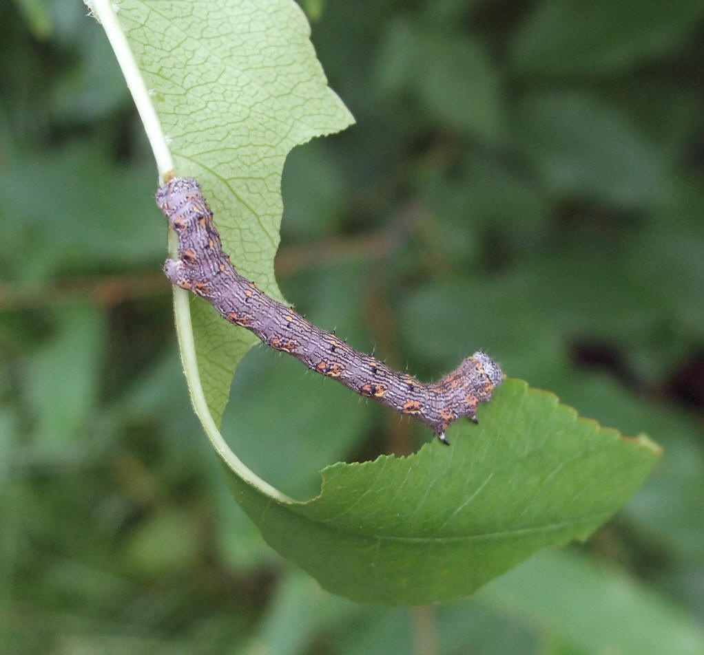对大造桥虫你了解多少?我猜这些你不知道