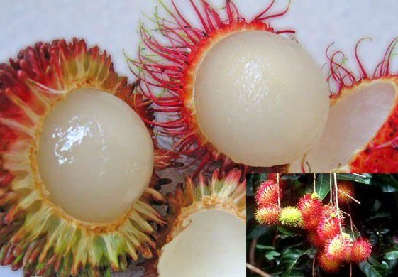 还记得小时候喝的红毛丹饮料吗