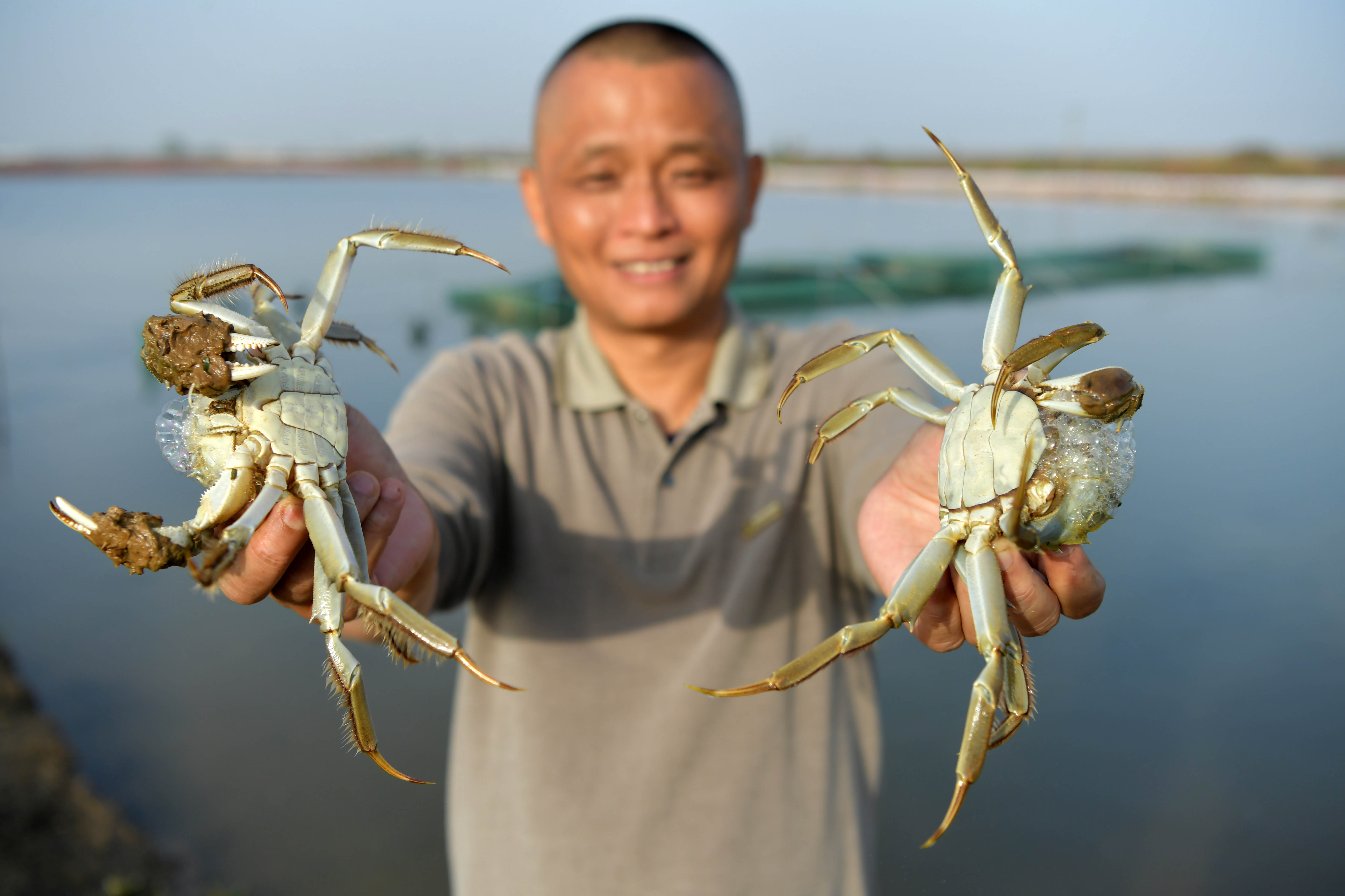 鲜活大闸蟹上市 特色养殖富农家(5)