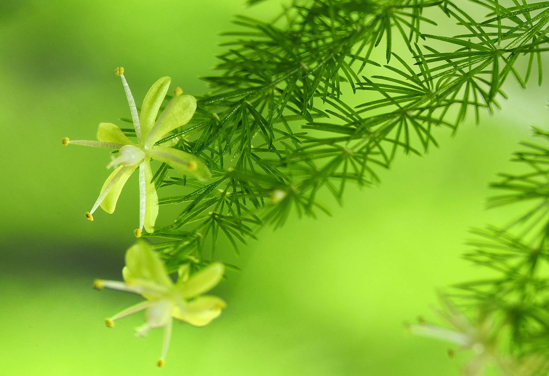 文竹#百家号星火计划#  文竹翠绿秀美,羽毛般的叶片轻柔飘逸,枝干有节