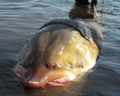 中国淡水鱼巨物记录第2篇