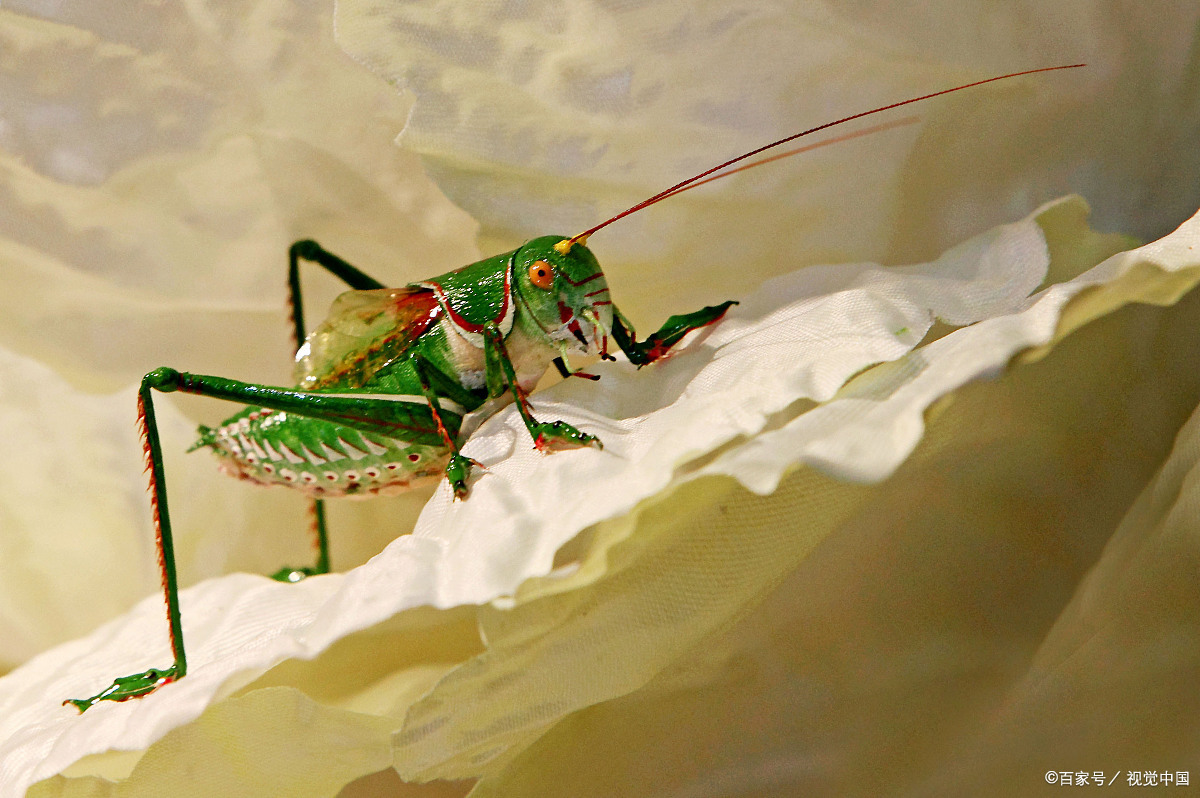 天籁般的自然之音,蝈蝈引吭高歌,用美妙的歌喉给人们带丝丝清凉