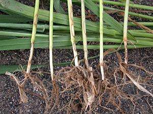 病虫害科普丨小麦全蚀病的危害与防治