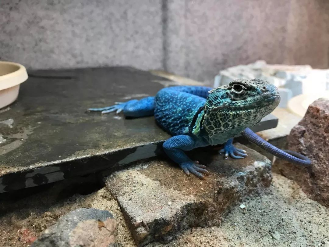 小肥龙环颈蜥的介绍和饲养