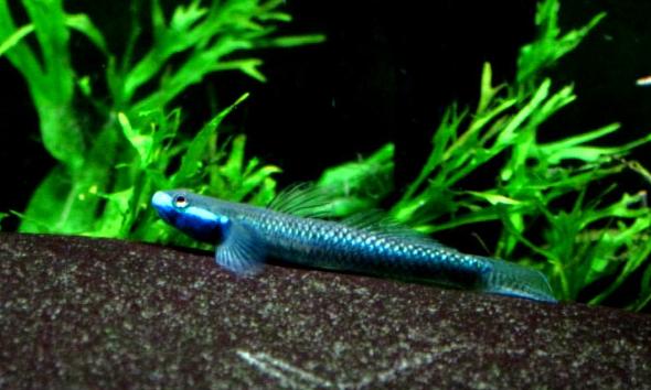 小型观赏鱼:蓝面电光虾虎鱼