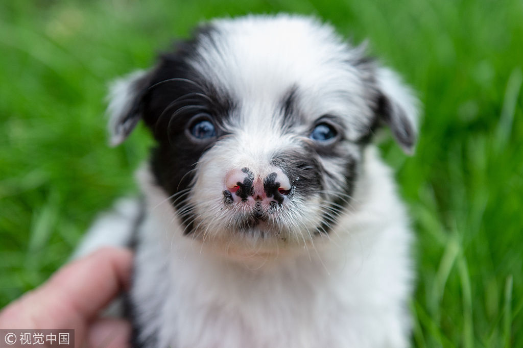 花会更香吗?狗狗天生有两个鼻子呆萌惹人爱
