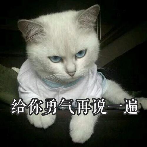 哇,可爱猫咪表情包来了,喜欢猫咪的快来收图,萌得我一塌糊涂