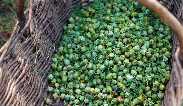 柏树籽图片(柏树籽图片多少钱一斤)